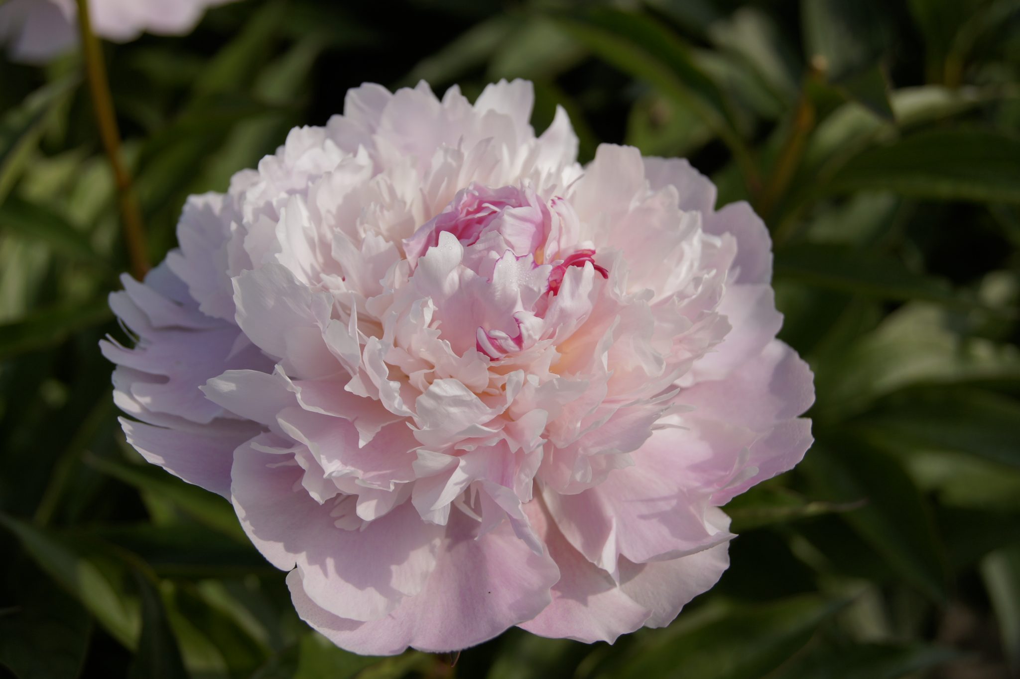 Paeonia lactiflora 'Pecher'